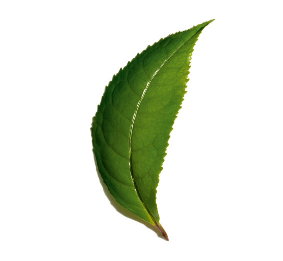 Théier-Extrait de thé matcha bio-Camellia sinensis leaf extract
